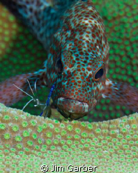 A stop at the cleanng station.  Bonaire by Jim Garber 